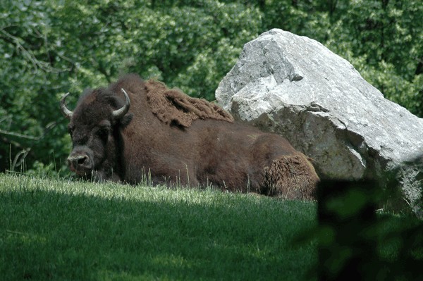 Photos/Zoo/DSC_5799sm.jpg