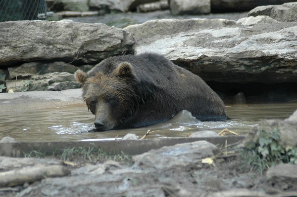 Photos/Zoo/DSC_5805sm.jpg