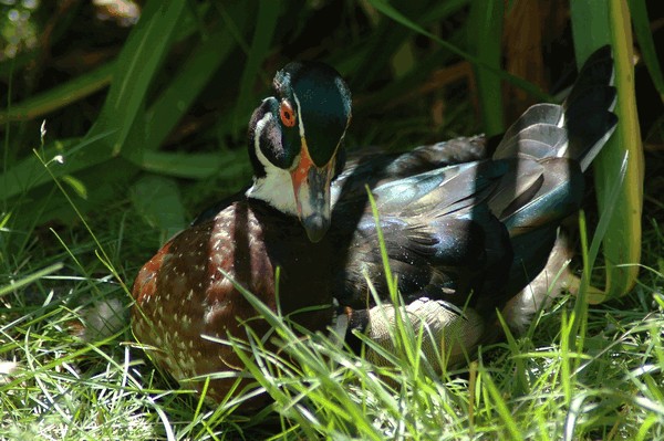 Photos/Zoo/DSC_5861sm.jpg