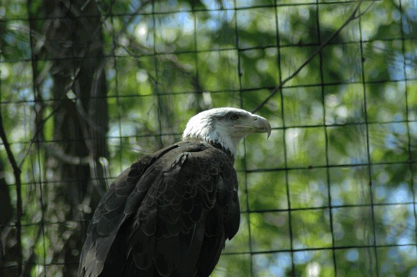 Photos/Zoo/DSC_5878sm.jpg