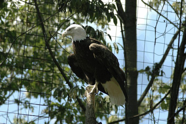 Photos/Zoo/DSC_5883sm.jpg