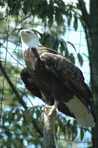 Photos/Zoo/DSC_5884sm.jpg