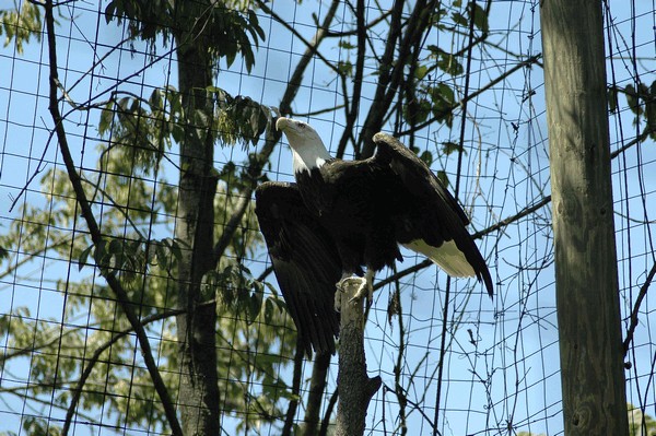 Photos/Zoo/DSC_5890sm.jpg