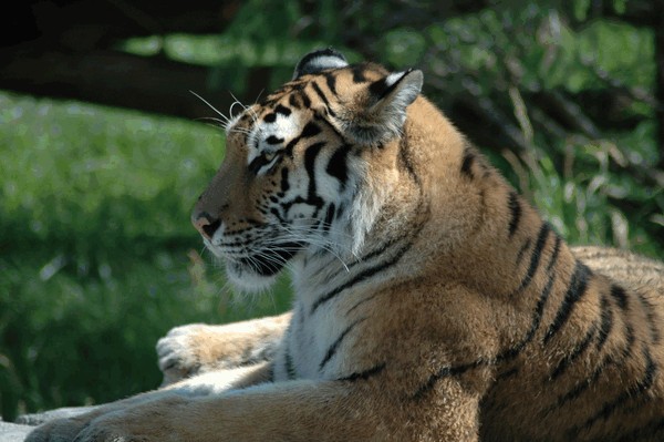 Photos/Zoo/DSC_5945sm.jpg