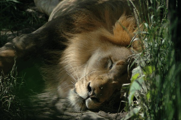 Photos/Zoo/DSC_5957sm.jpg