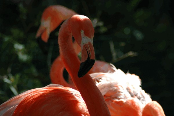 Photos/Zoo/DSC_5971sm.jpg