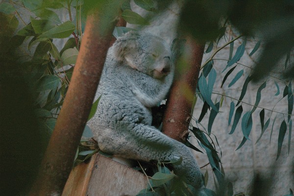 Photos/Zoo/DSC_6028sm.jpg