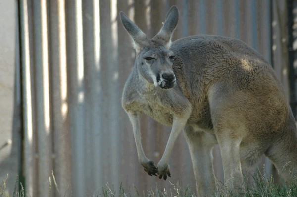 Photos/Zoo/DSC_6034sm.jpg
