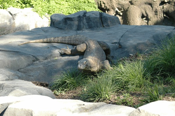 Photos/Zoo/DSC_6040sm.jpg