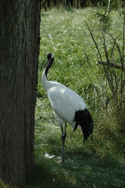 Photos/Zoo/DSC_6784sm.jpg